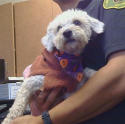 Shelter Stray Female Dog last seen LICHEN DR/BUTTERNUT DR, 95621, 3839 Bradshaw Rd, Sacramento, CA 95827, USA