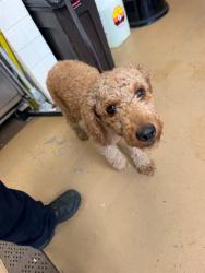 Shelter Stray Female Dog last seen OAKLAWN AVE, 130 Beyer Way, Chula Vista, CA 91911, USA