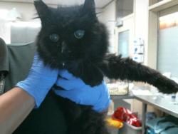 Shelter Stray Male Cat last seen STOCK RANCH RD/ SYLVAN RD, 95621, 3839 Bradshaw Rd, Sacramento, CA 95827, USA