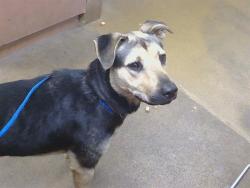 Shelter Stray Female Dog last seen RAU RD/ KAMMERER RD, 95757, 3839 Bradshaw Rd, Sacramento, CA 95827, USA