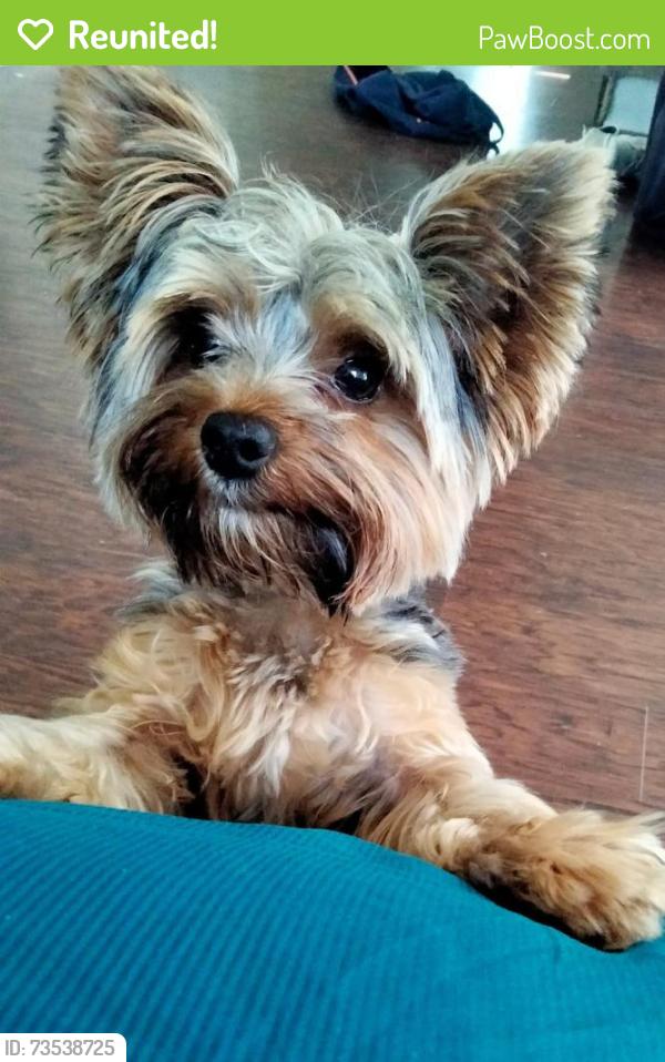 Reunited Male Dog last seen Woodland Avenue, Norfolk, VA 23504