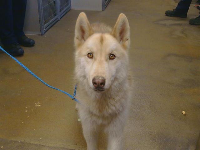 Shelter Stray Male Dog last seen IONE RD/CARBONDALE RD, 95683, 3839 Bradshaw Rd, Sacramento, CA 95827, USA