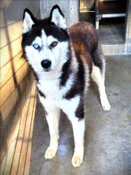 Shelter Stray Male Dog last seen , 1850 W 60th St, Los Angeles, CA 90047, USA