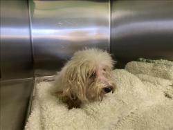 Shelter Stray Unknown Dog last seen , 1850 W 60th St, Los Angeles, CA 90047, USA