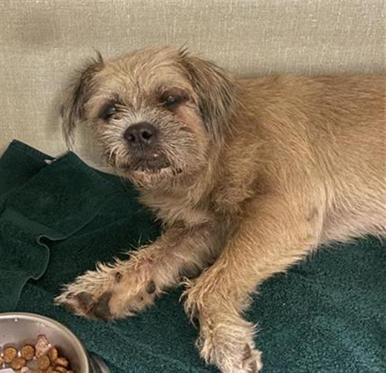 Shelter Stray Female Dog last seen , 600 Aviation Dr, Camarillo, CA 93010, USA