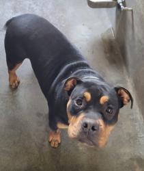 Shelter Stray Male Dog last seen , 14409 Vanowen St, Van Nuys, CA 91405, USA