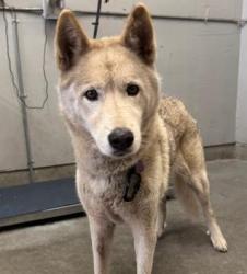 Shelter Stray Male Dog last seen , 600 Aviation Dr, Camarillo, CA 93010, USA