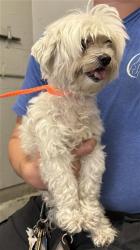 Shelter Stray Female Dog last seen , 600 Aviation Dr, Camarillo, CA 93010, USA