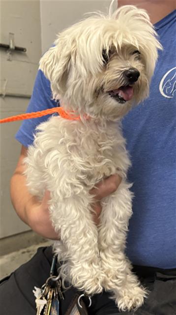 Shelter Stray Female Dog last seen , 600 Aviation Dr, Camarillo, CA 93010, USA