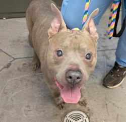 Shelter Stray Male Dog last seen , 4000 N Silverbell Rd, Tucson, AZ 85745, USA