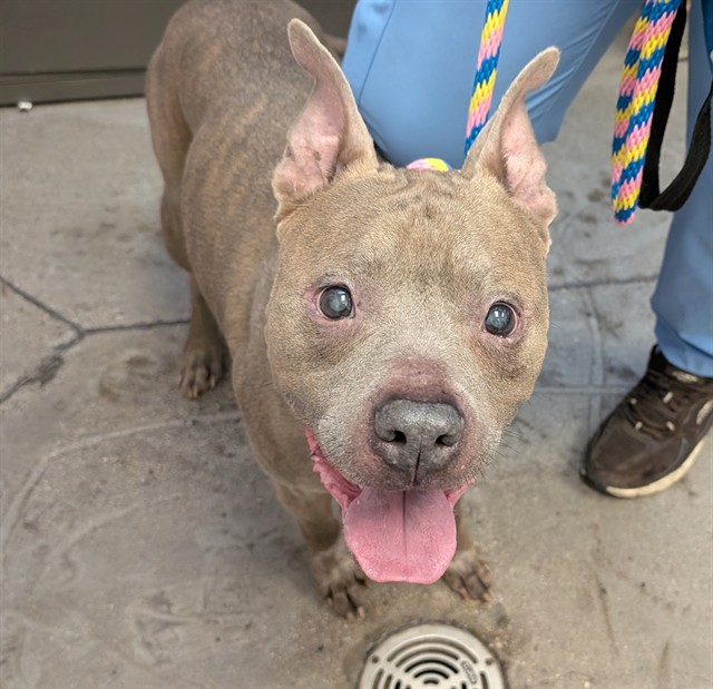 Shelter Stray Male Dog last seen , 4000 N Silverbell Rd, Tucson, AZ 85745, USA