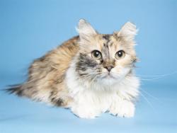Shelter Stray Female Cat last seen Near BLOCK E DEVONSHIRE AVE, 5501 E Van Buren St, Phoenix, AZ 85008, USA