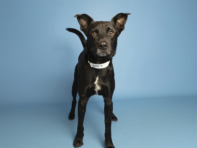 Shelter Stray Male Dog last seen Near BLOCK AVE AND PORTLAND ST CLOSEST MAJOR INTERSECTION IS 35TH AVE ROOSEVELT, 5501 E Van Buren St, Phoenix, AZ 85008, USA