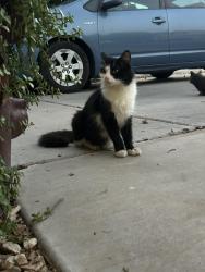 Found/Stray Unknown Cat last seen 95th and Williams, Tolleson, AZ 85353