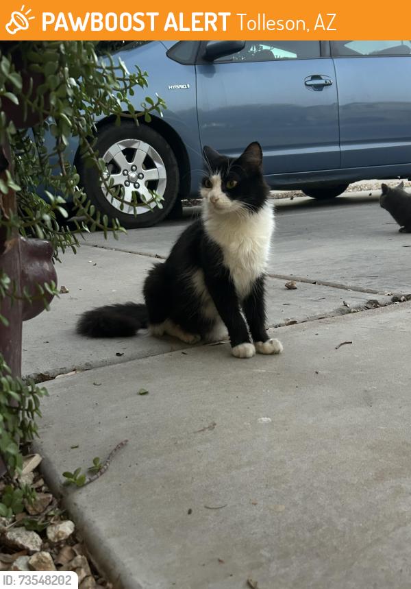 Found/Stray Unknown Cat last seen 95th and Williams, Tolleson, AZ 85353