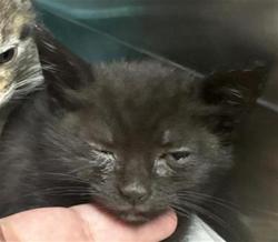 Shelter Stray Female Cat last seen Near BLOCK E BURNS AVE, FRESNO CA 93725 1649, 5277 E Airways Blvd, Fresno, CA 93727, USA