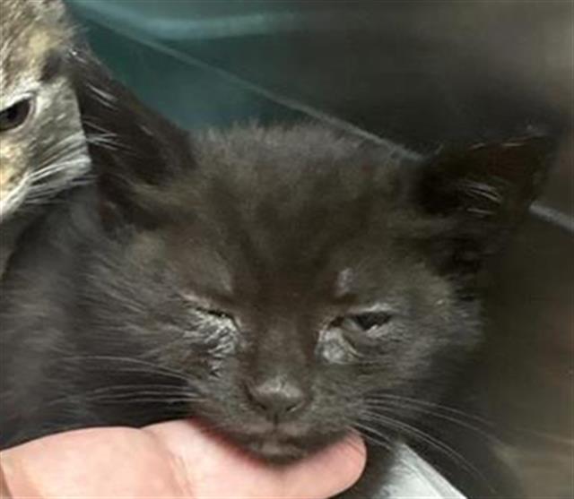 Shelter Stray Female Cat last seen Near BLOCK E BURNS AVE, FRESNO CA 93725 1649, 5277 E Airways Blvd, Fresno, CA 93727, USA
