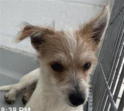Shelter Stray Male Dog last seen Near BLOCK N PROSPECT AVE, FRESNO CA 93722 4033, 5277 E Airways Blvd, Fresno, CA 93727, USA