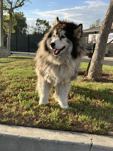 Shelter Stray Male Dog last seen Near BLOCK BLCK N STUDEBAKER RD, LONG BEACH, CA 90815, 7700 E Spring St, Long Beach, CA 90815, USA