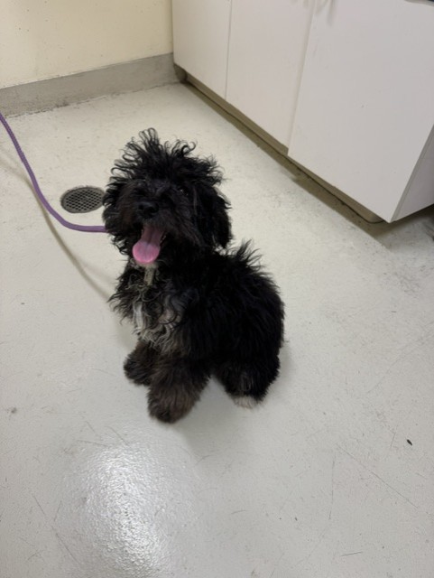 Shelter Stray Male Dog last seen QUARRY LAKES, 1950 Stevenson Blvd, Fremont, CA 94538, USA
