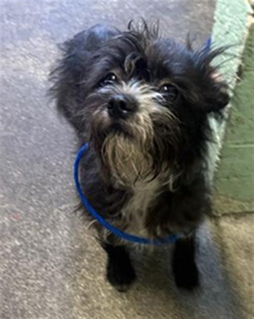 Shelter Stray Male Dog last seen SEAVEY CIR & MCCLATCHY WAY, 2127 Front St, Sacramento, CA 95818, USA