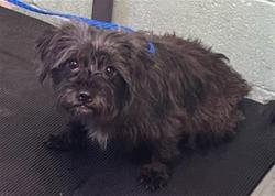 Shelter Stray Female Dog last seen SEAVEY CIR & MCCLATCHY WAY, 2127 Front St, Sacramento, CA 95818, USA
