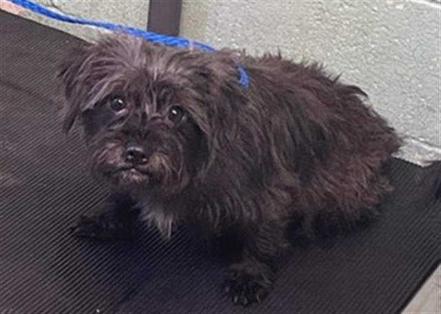 Shelter Stray Female Dog last seen SEAVEY CIR & MCCLATCHY WAY, 2127 Front St, Sacramento, CA 95818, USA