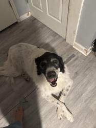 Reunited Male Dog last seen Marilyn Edgar Park, Spring, TX 77386