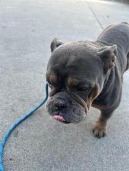 Shelter Stray Female Dog last seen FUESI CT & PERRY AVE, 2127 Front St, Sacramento, CA 95818, USA