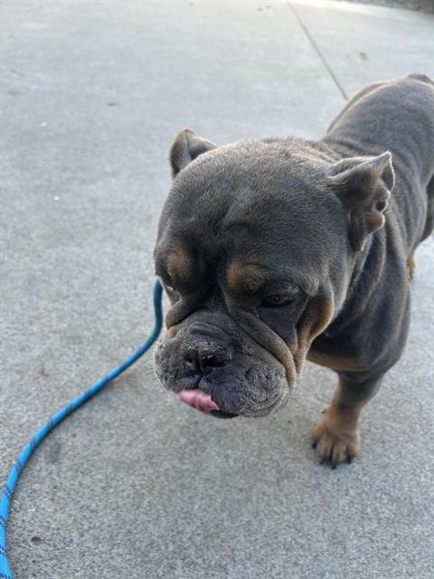 Shelter Stray Female Dog last seen FUESI CT & PERRY AVE, 2127 Front St, Sacramento, CA 95818, USA