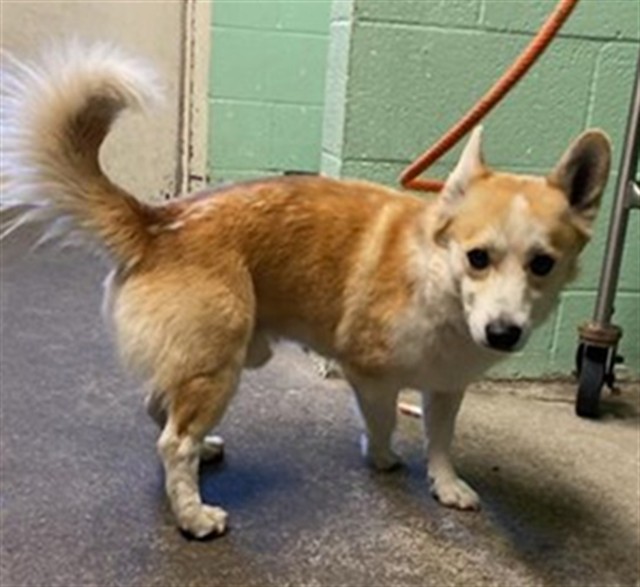 Shelter Stray Male Dog last seen S WATT AVE & ELDER CREEK RD, 2127 Front St, Sacramento, CA 95818, USA