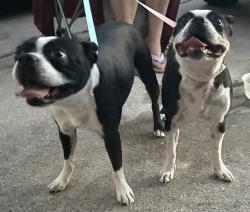Reunited Female Dog last seen Jericho Ln, Fort Worth, TX 76108