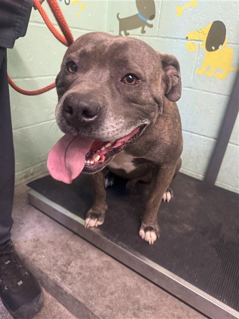 Shelter Stray Male Dog last seen N 5TH ST & CHILL AVE, 2127 Front St, Sacramento, CA 95818, USA
