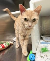 Shelter Stray Female Cat last seen WADSWORTH AND 84TH, 12155 Park Blvd, Brighton, CO 80601, USA