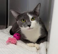 Shelter Stray Female Cat last seen Near BLOCK TEJON ST LOT 94, 12155 Park Blvd, Brighton, CO 80601, USA
