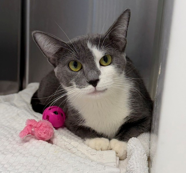 Shelter Stray Female Cat last seen Near BLOCK TEJON ST LOT 94, 12155 Park Blvd, Brighton, CO 80601, USA