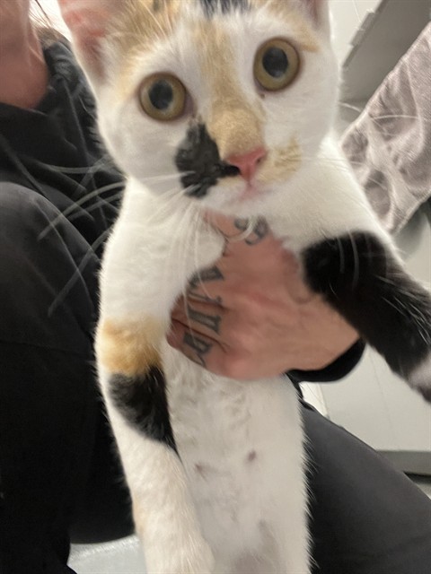 Shelter Stray Female Cat last seen Near, 5001 E Raymond St, Indianapolis, IN 46203, USA