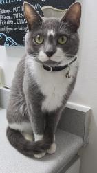 Lost Female Cat last seen Dundas and church, Toronto, ON M5B 2N1