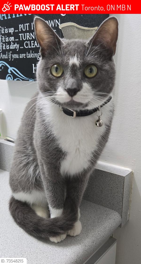 Lost Female Cat last seen Dundas and church, Toronto, ON M5B 2N1