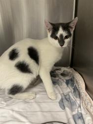 Shelter Stray Female Cat last seen Near, 5001 E Raymond St, Indianapolis, IN 46203, USA