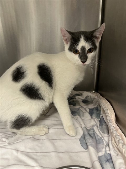 Shelter Stray Female Cat last seen Near, 5001 E Raymond St, Indianapolis, IN 46203, USA