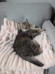 Reunited Male Cat last seen 21st and Alder, Seattle, WA 98122