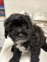Shelter Stray Male Dog last seen , West Valley Animal Shelter, 20655 Plummer St, Chatsworth, CA 91311, USA