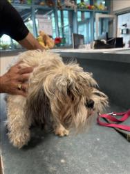 Shelter Stray Female Dog last seen , West Valley Animal Shelter, 20655 Plummer St, Chatsworth, CA 91311, USA