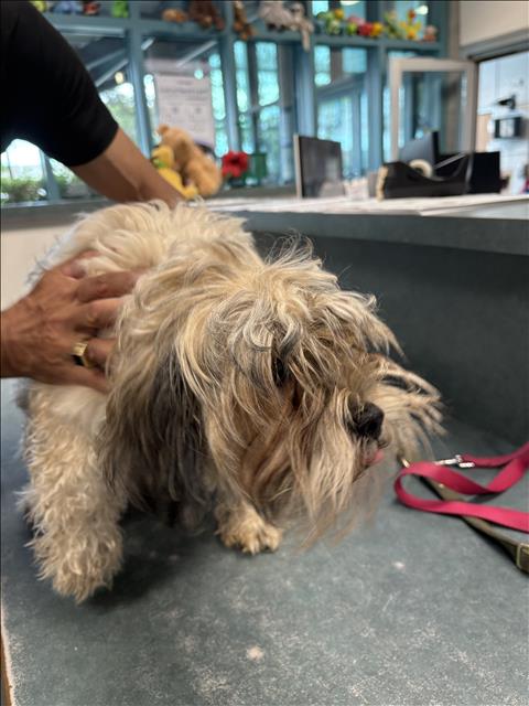 Shelter Stray Female Dog last seen , West Valley Animal Shelter, 20655 Plummer St, Chatsworth, CA 91311, USA