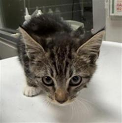 Shelter Stray Female Cat last seen Near BLOCK E LATHAM AVE, HEMET CA 92543, 581 S Grand Ave, San Jacinto, CA 92582, USA