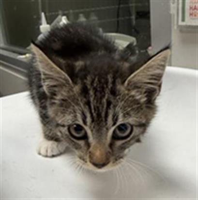 Shelter Stray Female Cat last seen Near BLOCK E LATHAM AVE, HEMET CA 92543, 581 S Grand Ave, San Jacinto, CA 92582, USA