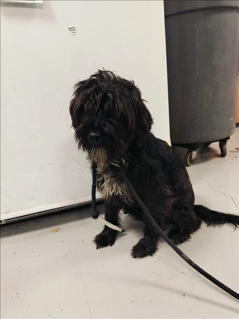 Shelter Stray Male Dog last seen , West Valley Animal Shelter, 20655 Plummer St, Chatsworth, CA 91311, USA