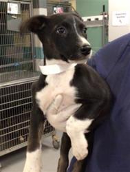 Shelter Stray Female Dog last seen Near BLOCK SAN TIMOTEO RD, REDLANDS, CA, 581 S Grand Ave, San Jacinto, CA 92582, USA