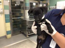 Shelter Stray Female Dog last seen Near BLOCK SAN TIMOTEO RD, REDLANDS, CA, 581 S Grand Ave, San Jacinto, CA 92582, USA